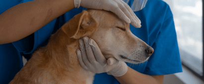 Safive Hunde-OP-Versicherung Tieraztkosten